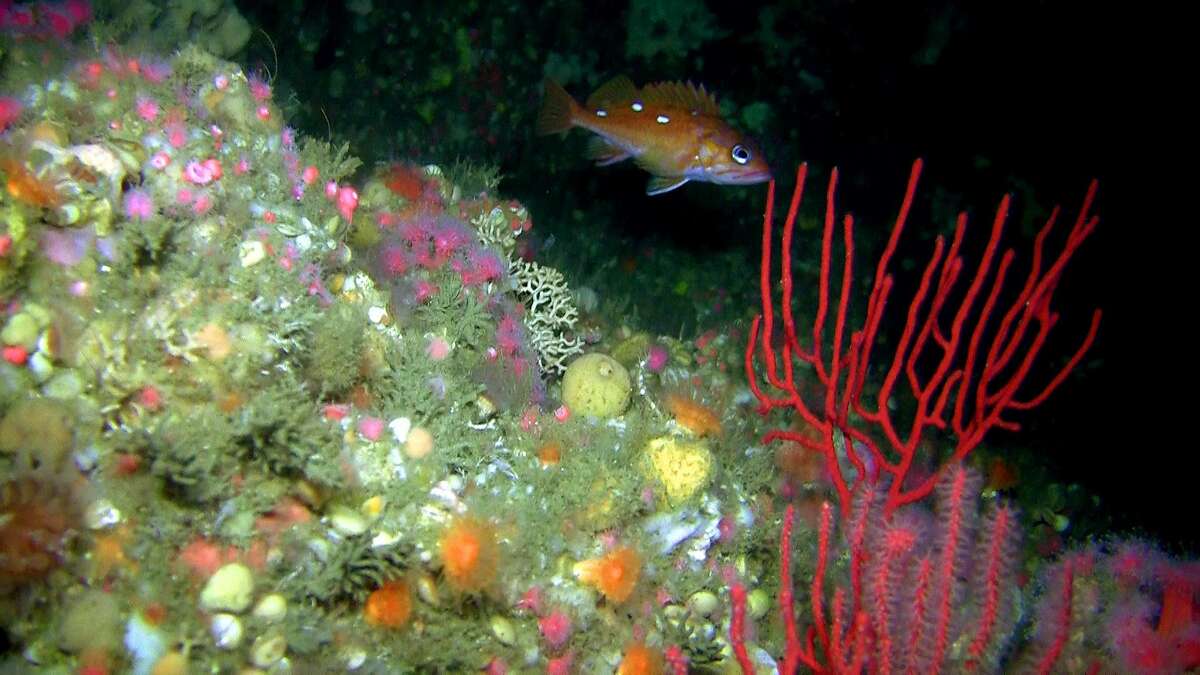Rockfish and coral off the coast of California