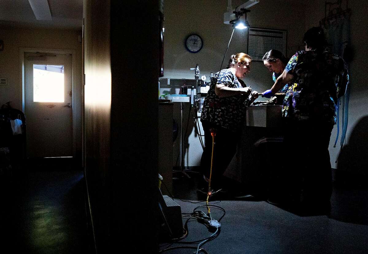 Veterinary technician Jessica Haines performs a nail trimming under a single lamp powered by a portable generator at Silverado Veterinary Hospital in Napa, Calif. Wednesday, Oct. 9, 2019 following the first stage of PG&E Public Safety Power Shutoffs across Northern California.