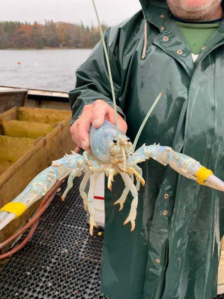 Rare Cotton Candy Lobster Caught Off Coast Of Maine