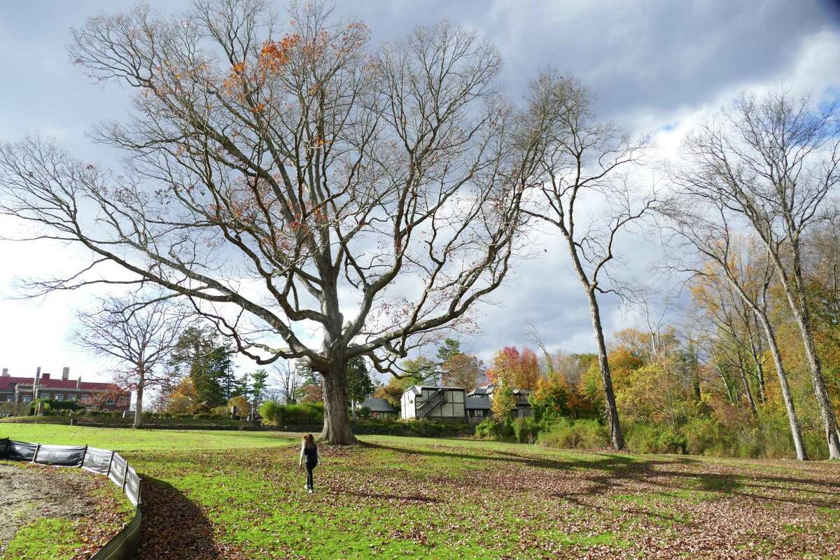 The Anderson Pond in New Canaan’s Waveny Park is undergoing a $350,000 renovation with money donated by the Harlan and Lois Anderson Family Foundation. Pictures were taken in November, 2019.