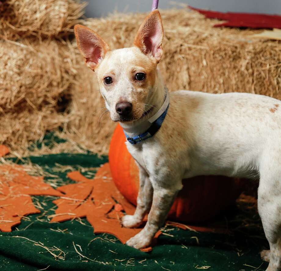 Pets of the Week: BARC Animal Shelter - Houston Chronicle
