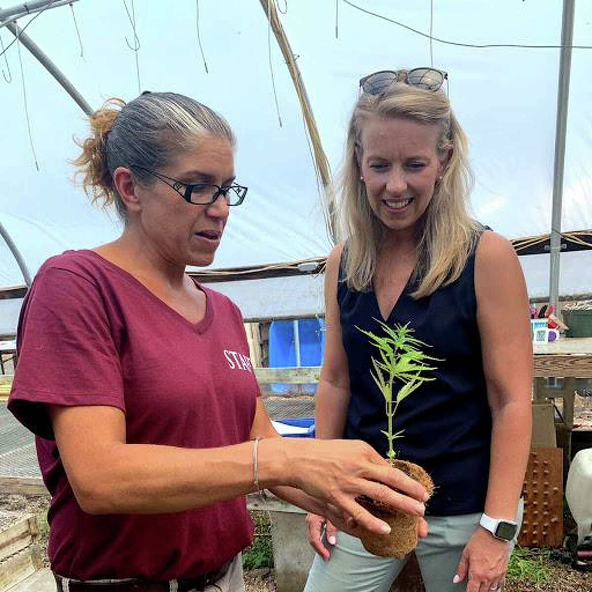 Hemp plants are being grown in the greenhouses at Running Brook Farms in Killingworth. From left, site manager Becky Goetsch shows a plant to state Sen. Christine Cohen, D-Guilford.