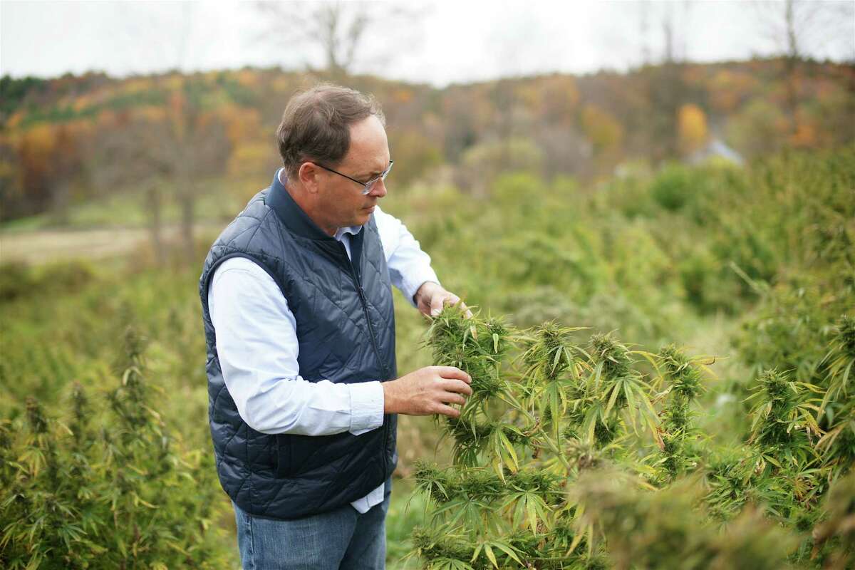 Rich Taylor, owner of R.S. Taylor & Sons Brewery in Salem, examines a hemp plant being grown in Washington County for his family's other business, LadnCraft Wellness, which makes products with CBD oil, an extract of hemp that is said to ease various ailments and promote general wellbeing. (Photo courtesty LandCraft Wellness.)