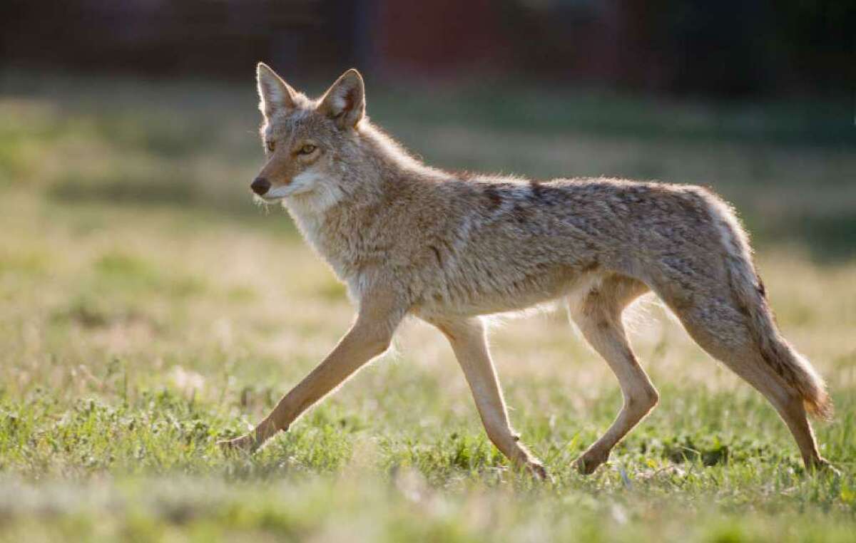 Connecticut’s bears, foxes and skunks are active in the summer. Here’s