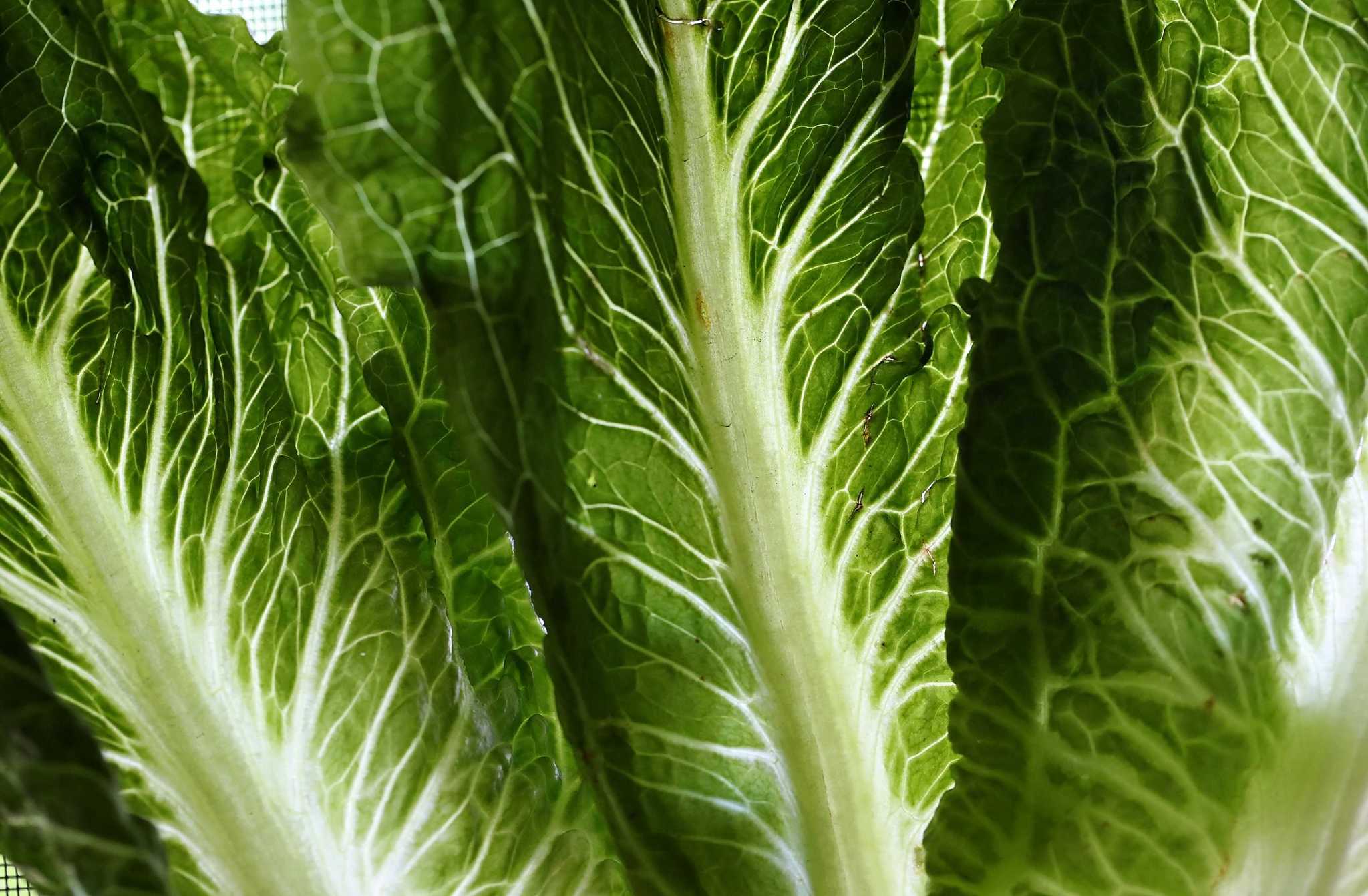 More than 97,000 pounds of salad recalled due to possible E. coli contamination