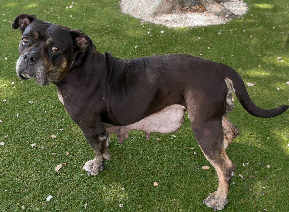 Pet Of The Week 8 Year Old American Bulldog Mix Recovering From 3