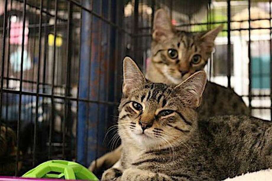 Read A Story To A Cat At Byrd S Books In Bethel Newstimes