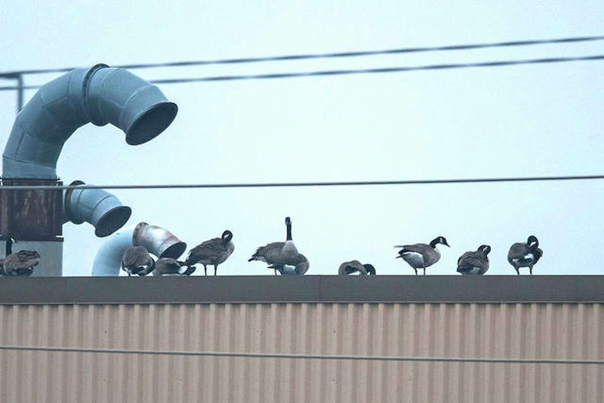 Canada geese have a habit of loafing on rooftops. This brings them dangerously close to airport runways at Midway International airport in Chicago, a new study finds.