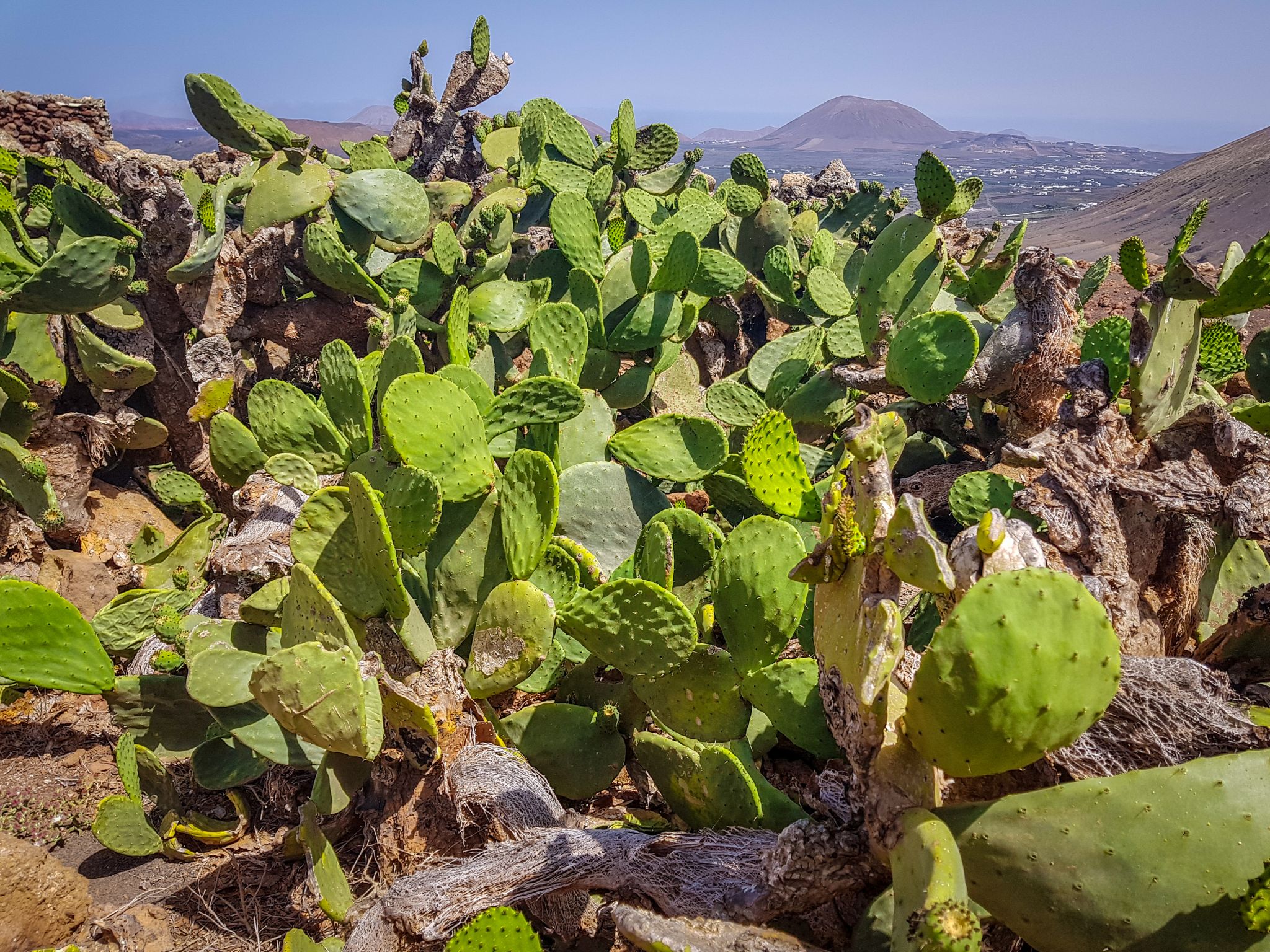 Here's why some San Antonio-area cacti have spikes and others don't