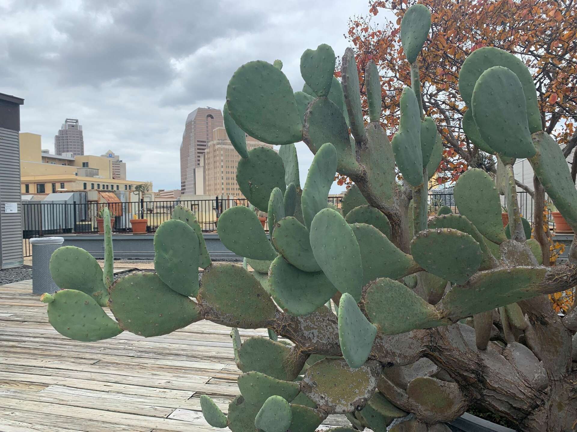 Here's why some San Antonio-area cacti have spikes and others don't