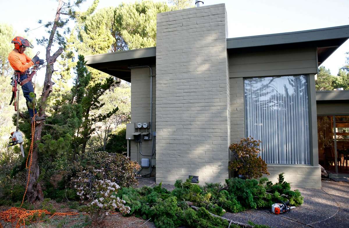 Ignacio Vasquez removes an Italian cypress tree growing next to Ursula Collison’s home on Myrtle Avenue in Mill Valley, Calif. on Thursday, Nov. 21, 2019. A Mill Valley ordinance requires the removal of several species of trees that are considered extremely dangerous in wildfire conditions including Italian cypress, juniper and acacia trees.