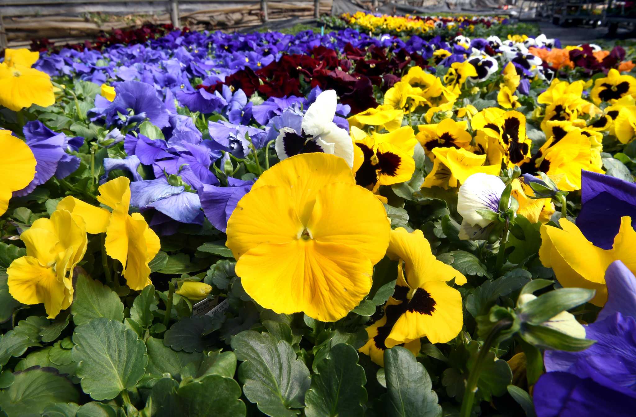 Blood meal will keep rabbits away from pansies, but it will attract dogs