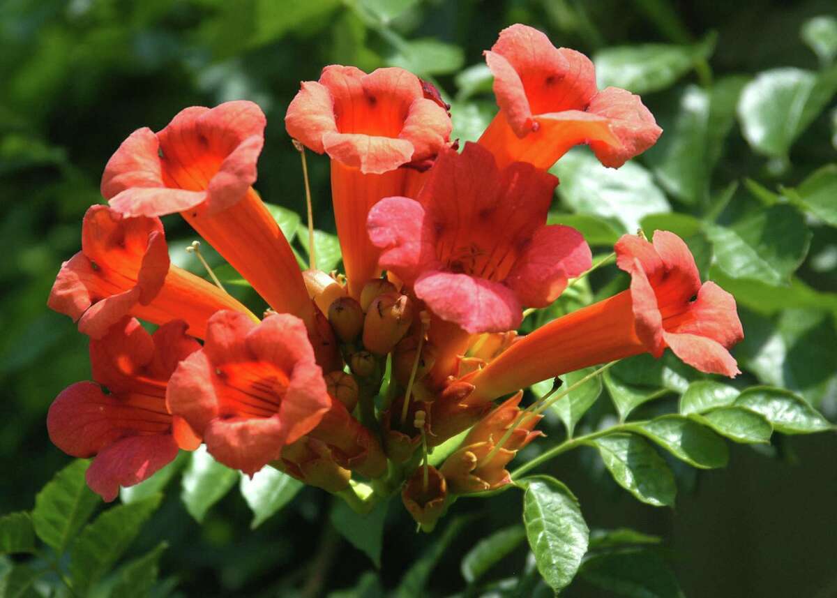 Blood meal will keep rabbits away from pansies, but it will attract dogs