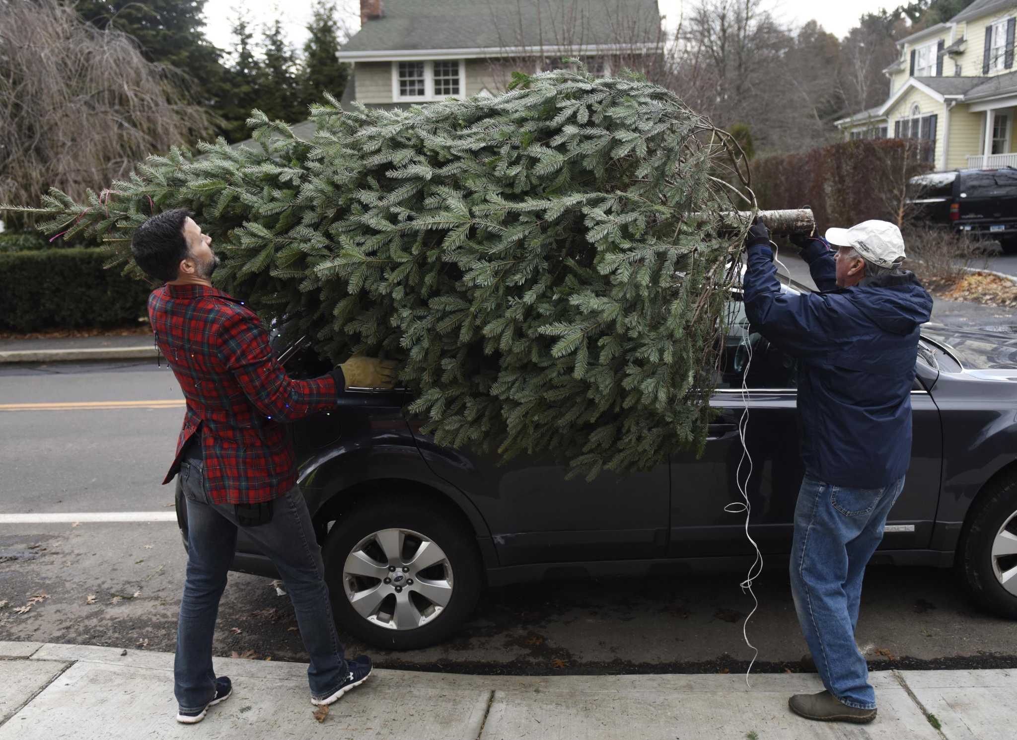 Christmas tree sales and other things to do in Greenwich