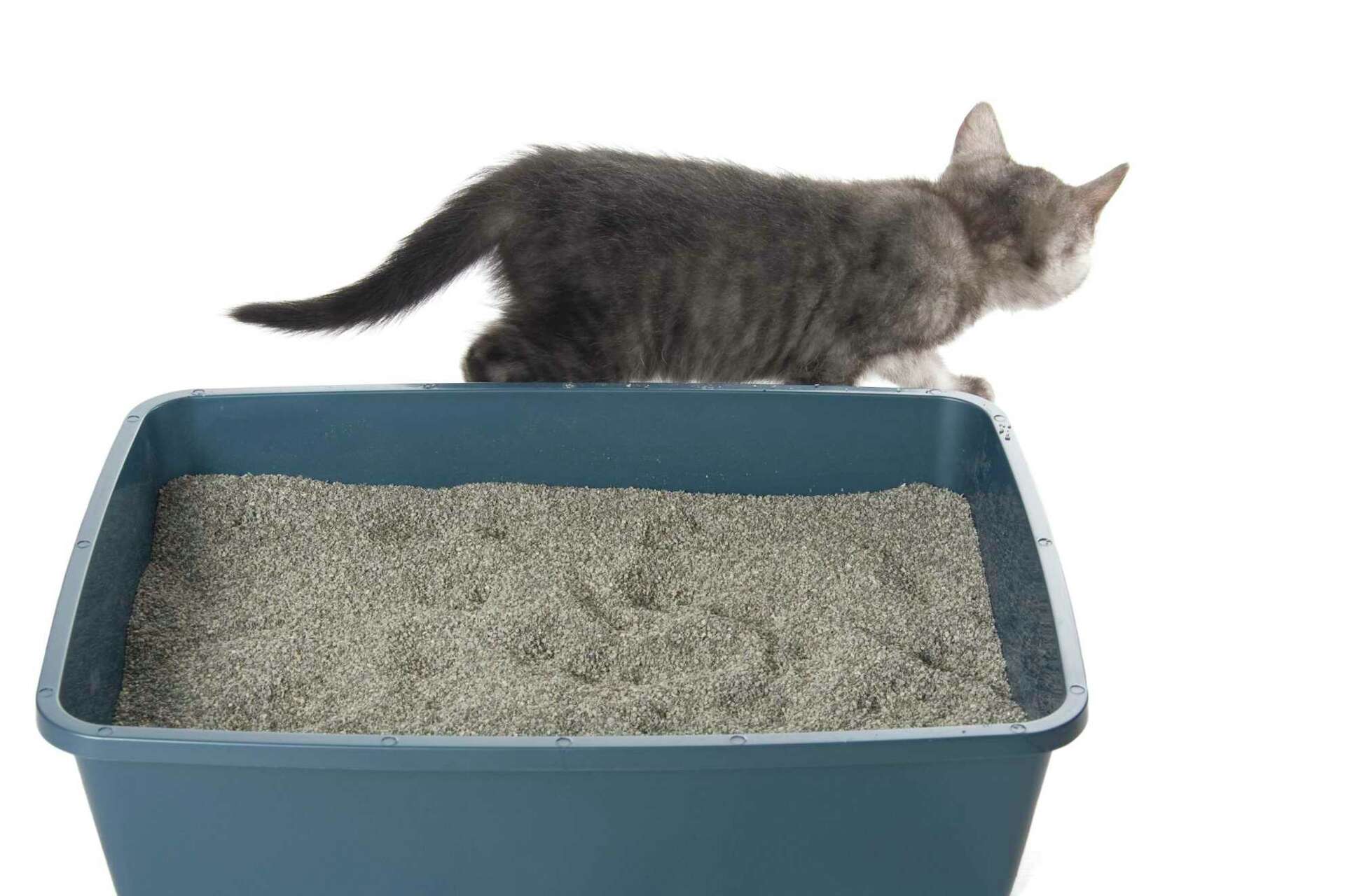 Territorial cats can sometimes block new cats from using the litter box