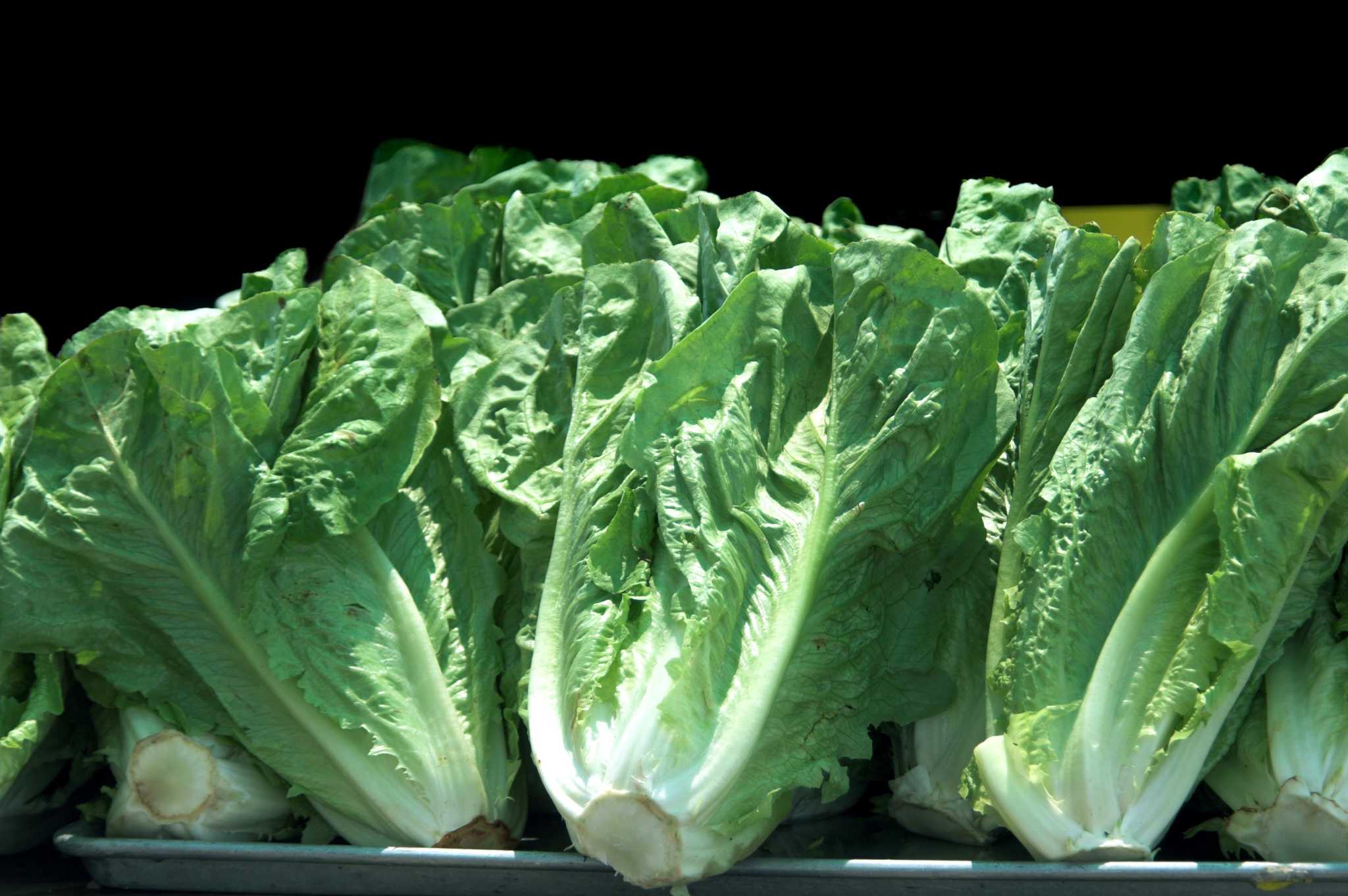 Салата ромэн romaine lettuce