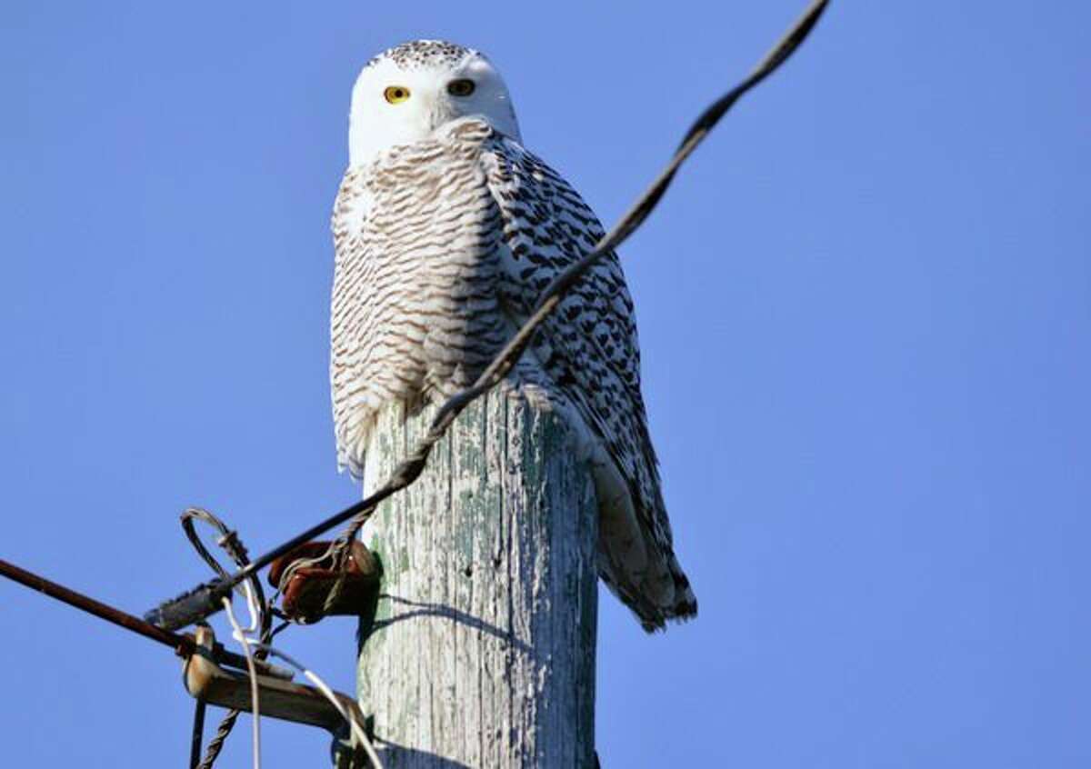 Find these four winter owls in Michigan