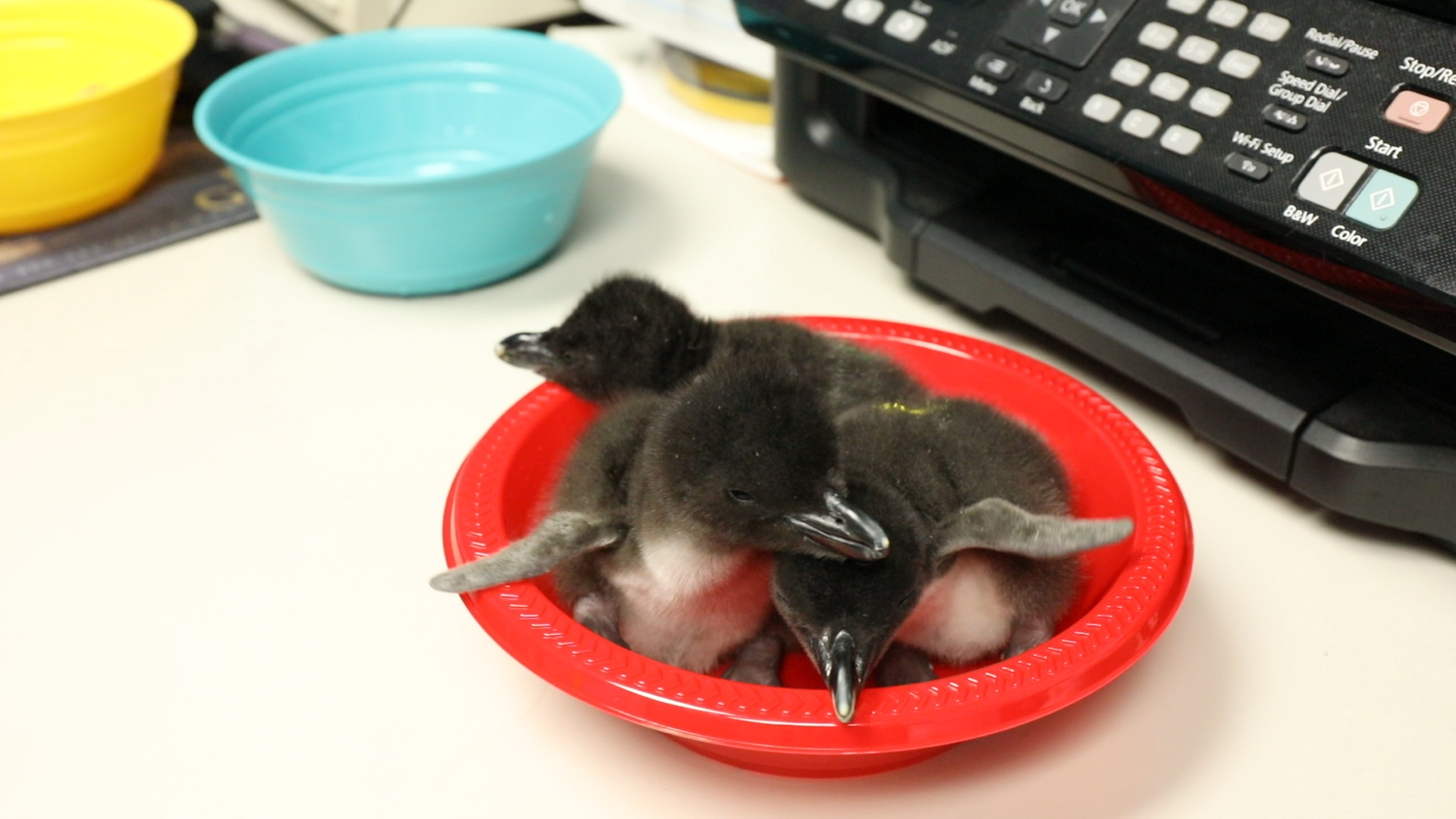 macaroni penguin plush