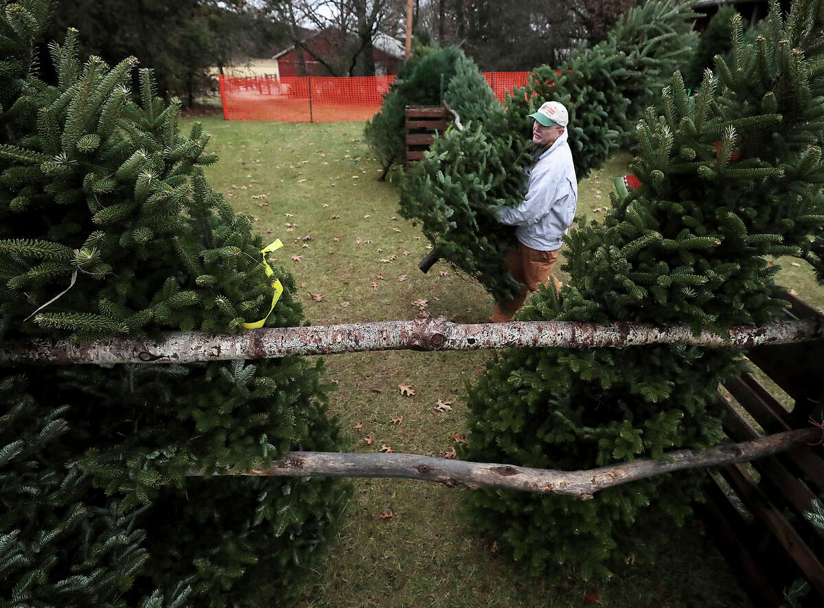 Scientists studying to improve Christmas trees discover water mold