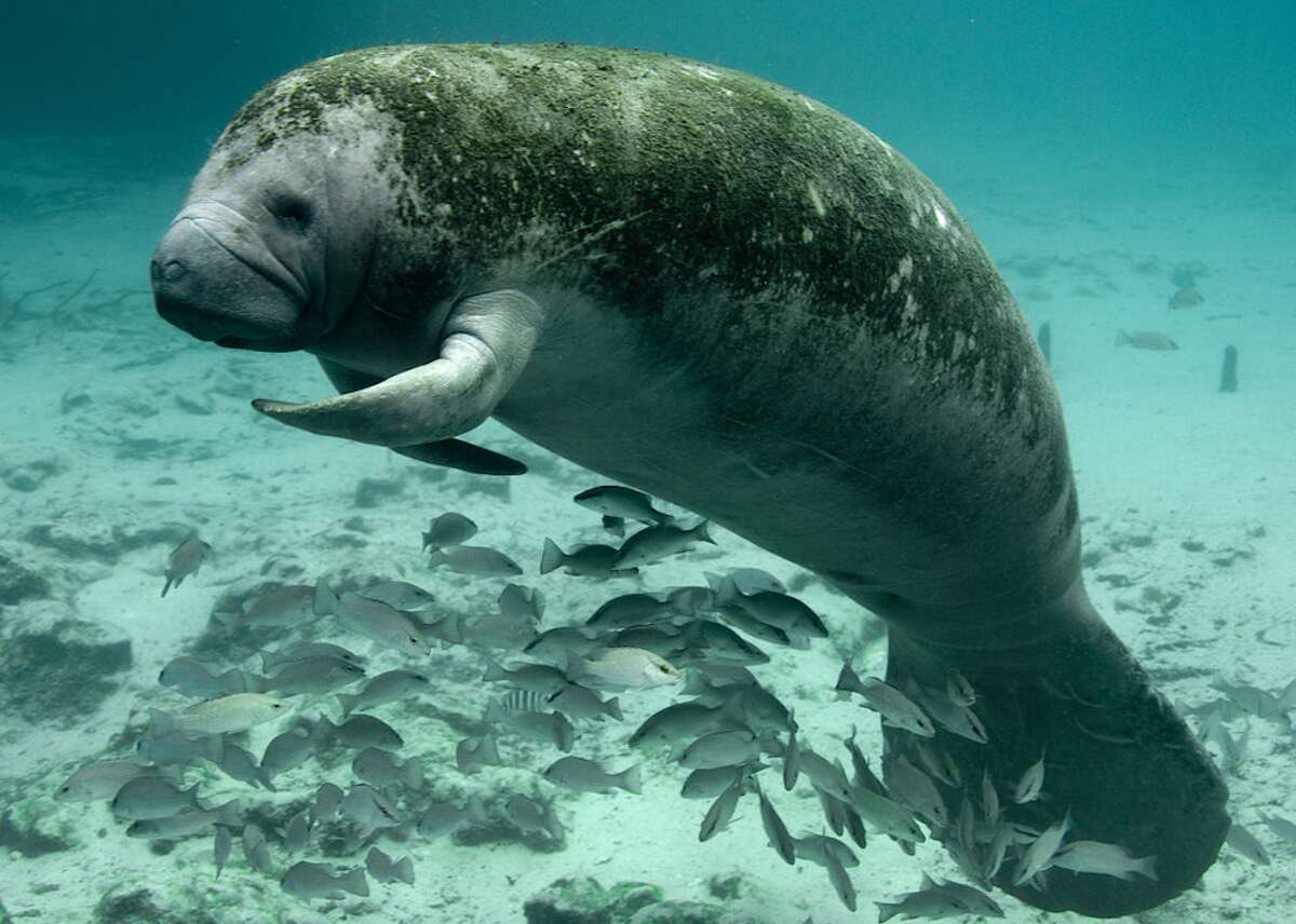 West Indian manatee - Scientific name: Trichechus manatus- Other states with species: Alabama, Florida, Georgia, Louisiana, Mississippi, North Carolina, Texas- IUCN category: Vulnerable