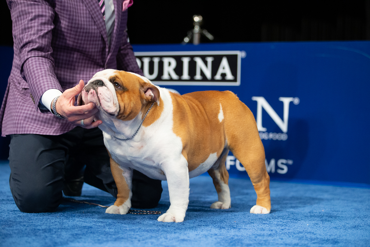 Midland's No. 1 bulldog wins national title