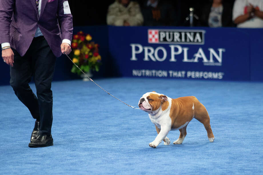 National Dog Show by Purina Nov. 28, 2019 Midland Daily News