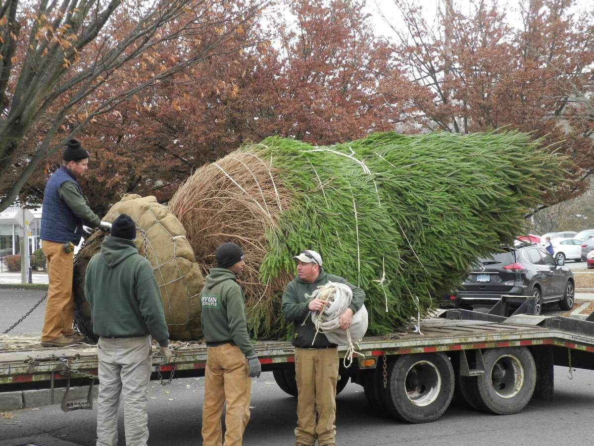 Hoffman Landscapes delivers the town’s new holiday tree to Wilton Center on Nov. 27.
