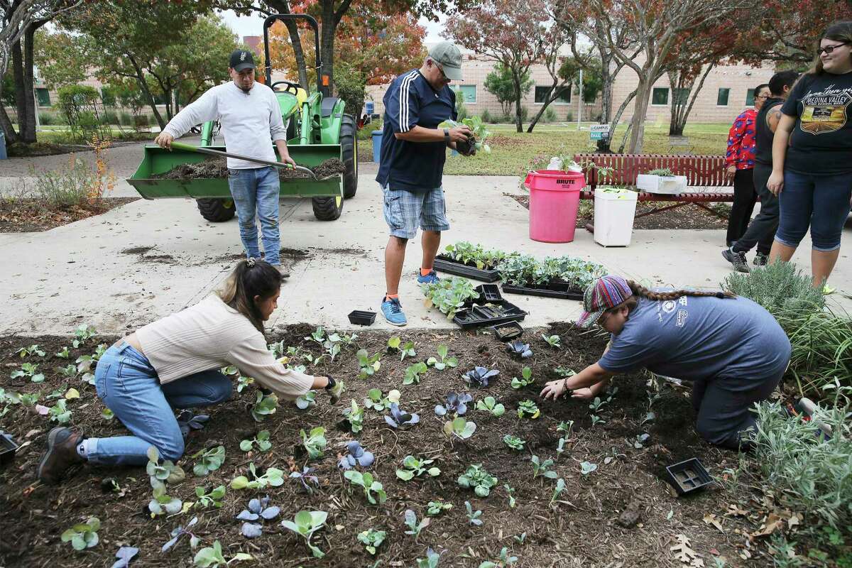 Palo Alto College horticulture students Angela Burgos (from left), Edward Garcia, Adam Ornelas and Diandra Gleason work on planting vegetables in a garden last week. The college is launching a viticulture and enology, or grape-growing and wine-making, associates degree program starting in the spring, to fill the demand for skilled labor in Texas's growing wine industry. Ornelas is enrolled for viticulture next spring.