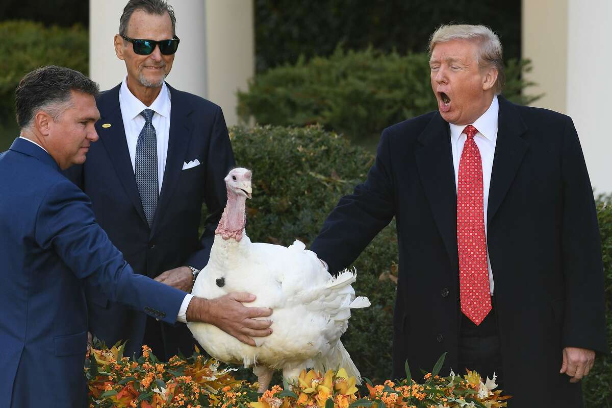 TOPSHOT - US President Donald Trump pardons the National Thanksgiving Turkey during a ceremony in the Rose Garden of the White House in Washington, DC on November 26, 2019. (Photo by SAUL LOEB / AFP) (Photo by SAUL LOEB/AFP via Getty Images)