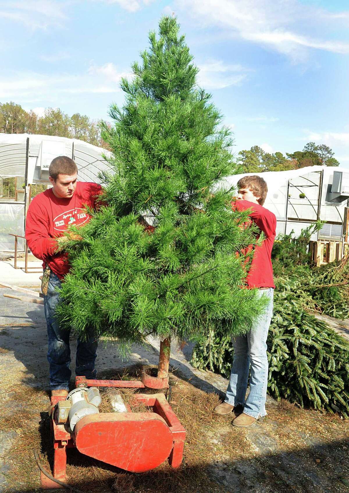Michael Potter Picking, caring for a real Christmas tree