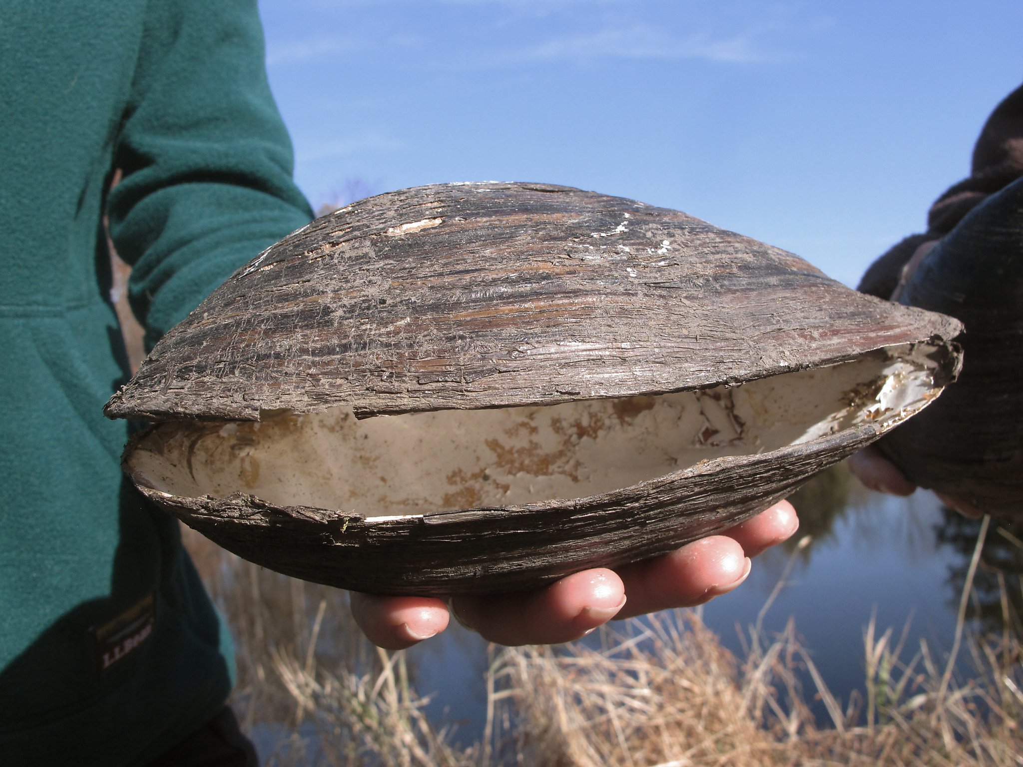 Giant invasive mussel species eradicated from New Jersey ponds