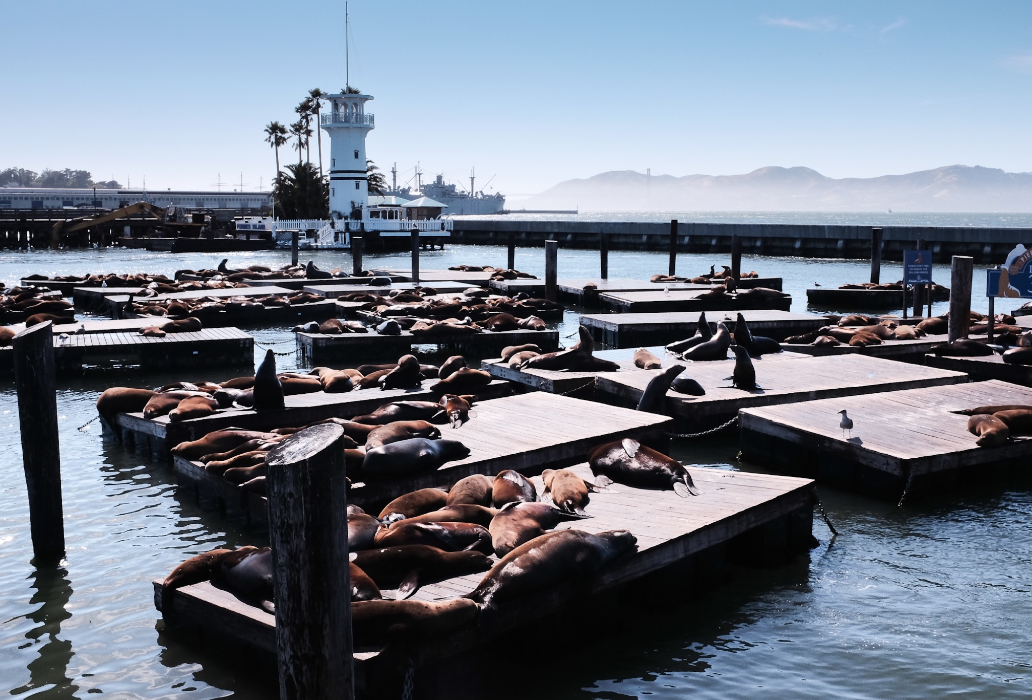 Fleet of Small Fishing Boats Around Pier 39, Fisherman's Wharf