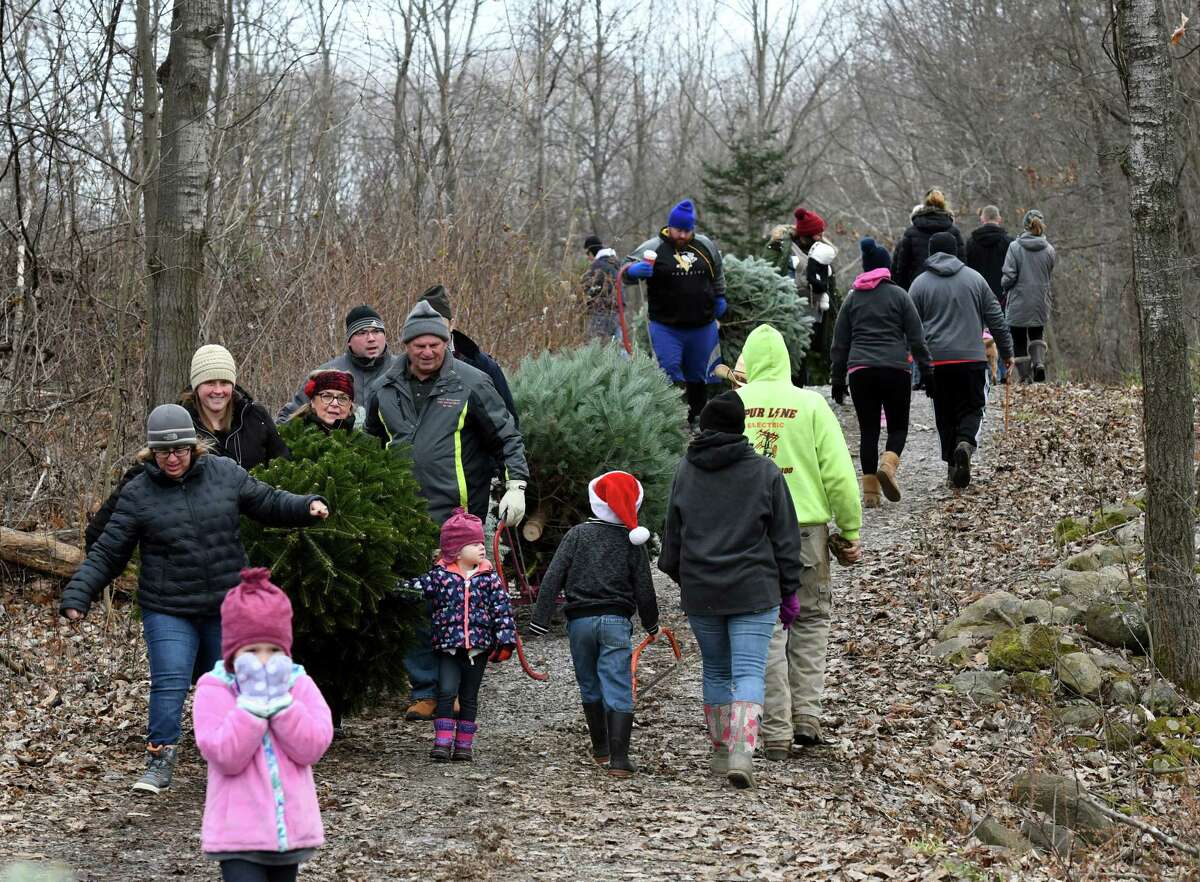 Photos Christmas tree time