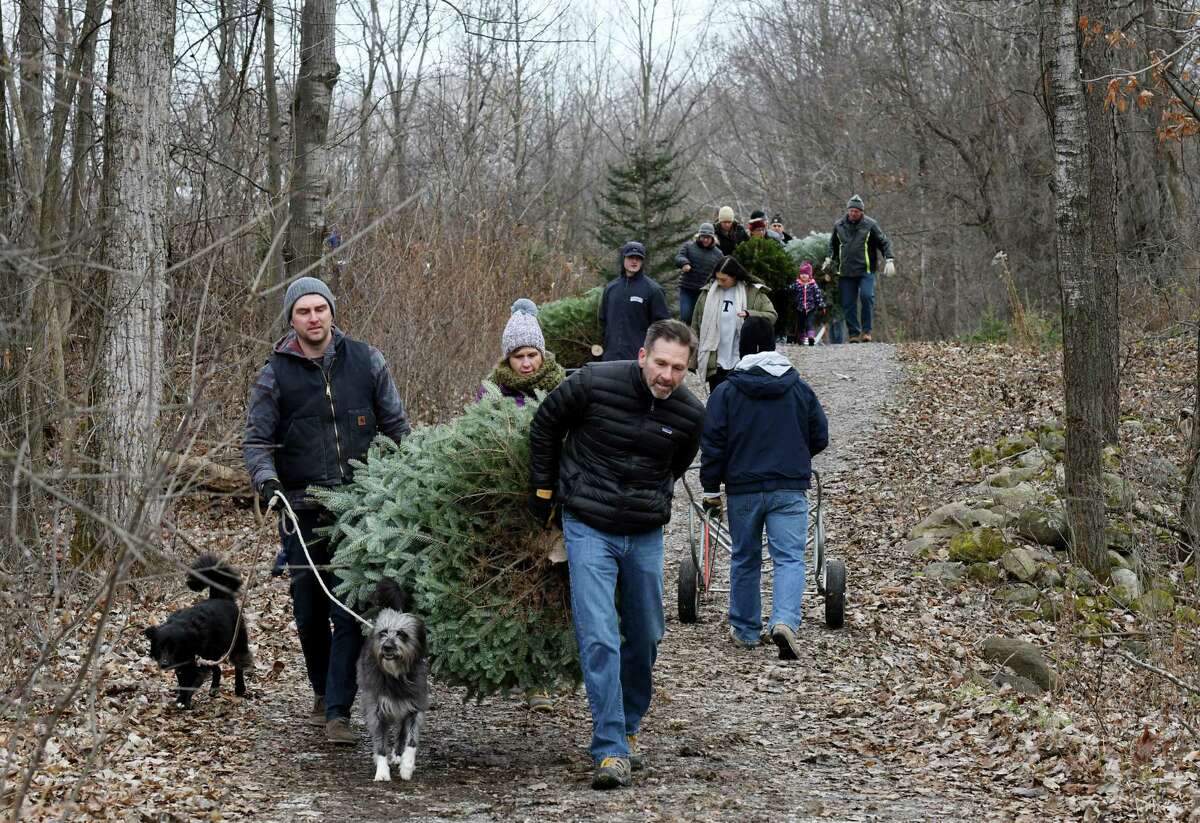 Photos Christmas tree time