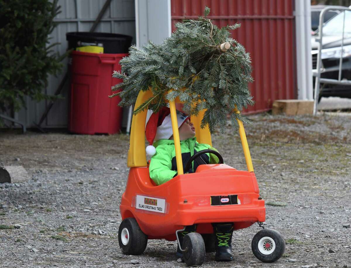 Photos Christmas tree time