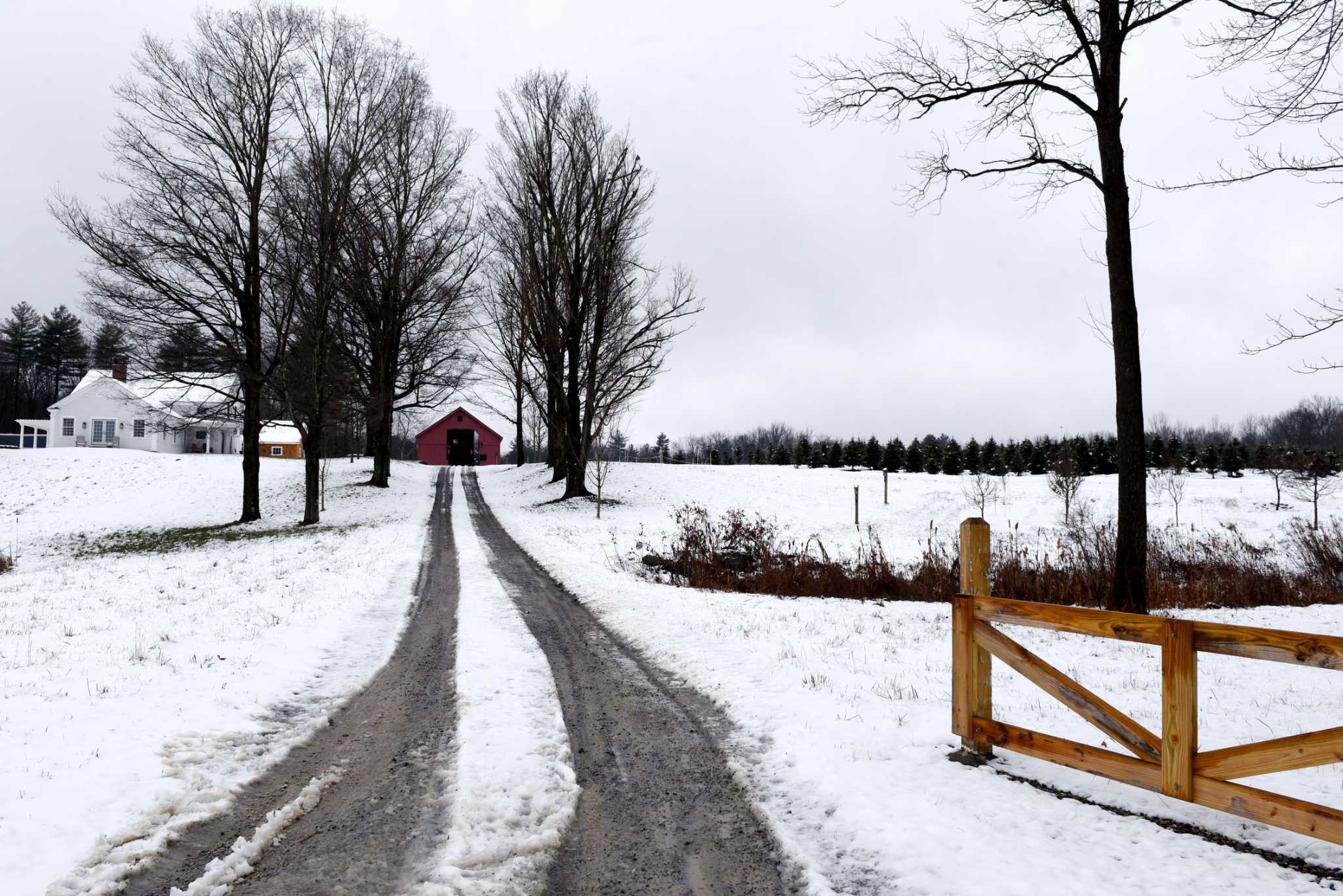 Christmas tree farmer prepares for his first season