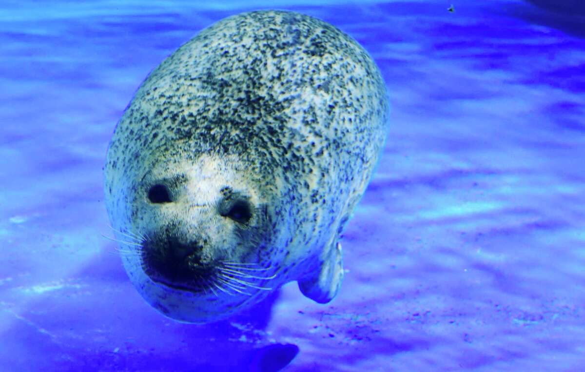 Connecticut's aquariums, zoo in shutdown; here's how to check in on the