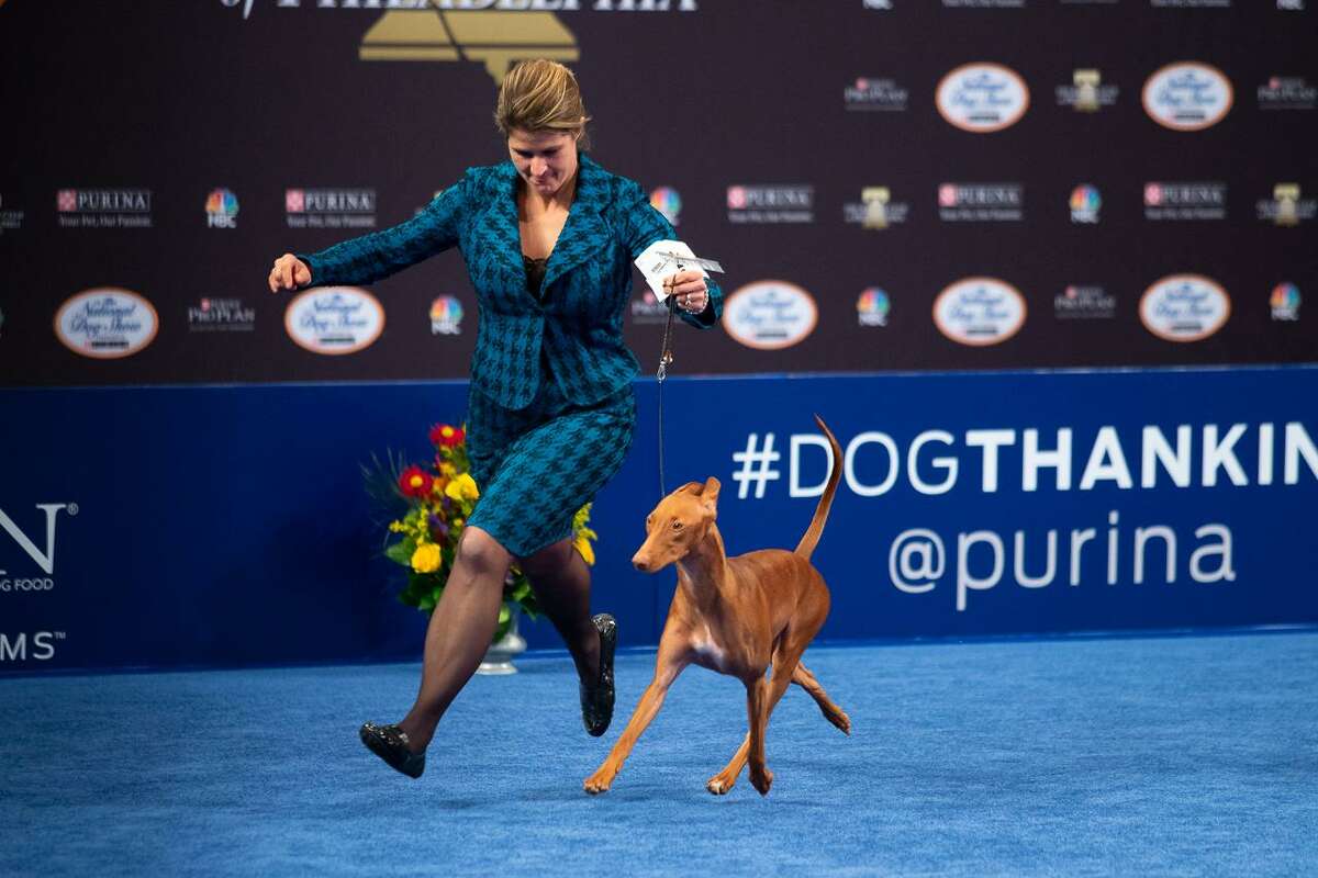 Handler Stacy Threlfall shows Maddie the Pharaoh hound at the National Dog Show Saturday, Nov. 16, 2019. Maddie, who is owned by Dominic Palleschi Carota and Stephen Sipperly of Bethlehem, won the hound group competition, but ultimately lost the Best in Show title to Thor the bulldog. The show was broadcast on NBC on Thanksgiving Day.