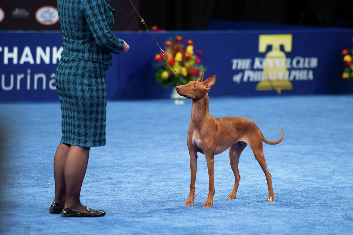 Handler Stacy Threlfall shows Maddie the Pharaoh hound at the National Dog Show Saturday, Nov. 16, 2019. Maddie, who is owned by Dominic Palleschi Carota and Stephen Sipperly of Bethlehem, won the hound group competition, but ultimately lost the Best in Show competition to Thor the bulldog. The show was broadcast on NBC on Thanksgiving Day.