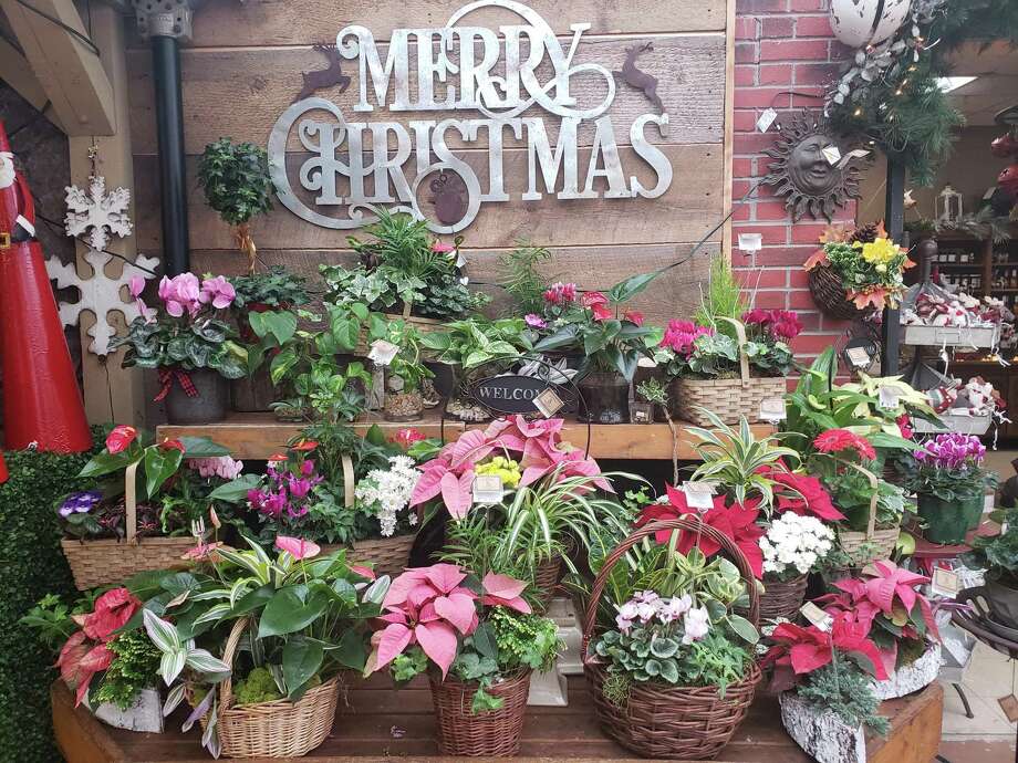 Bethel S Hollandia Nurseries Offers One Stop Home Decor Holiday Bethel S Hollandia Nurseries Offers One