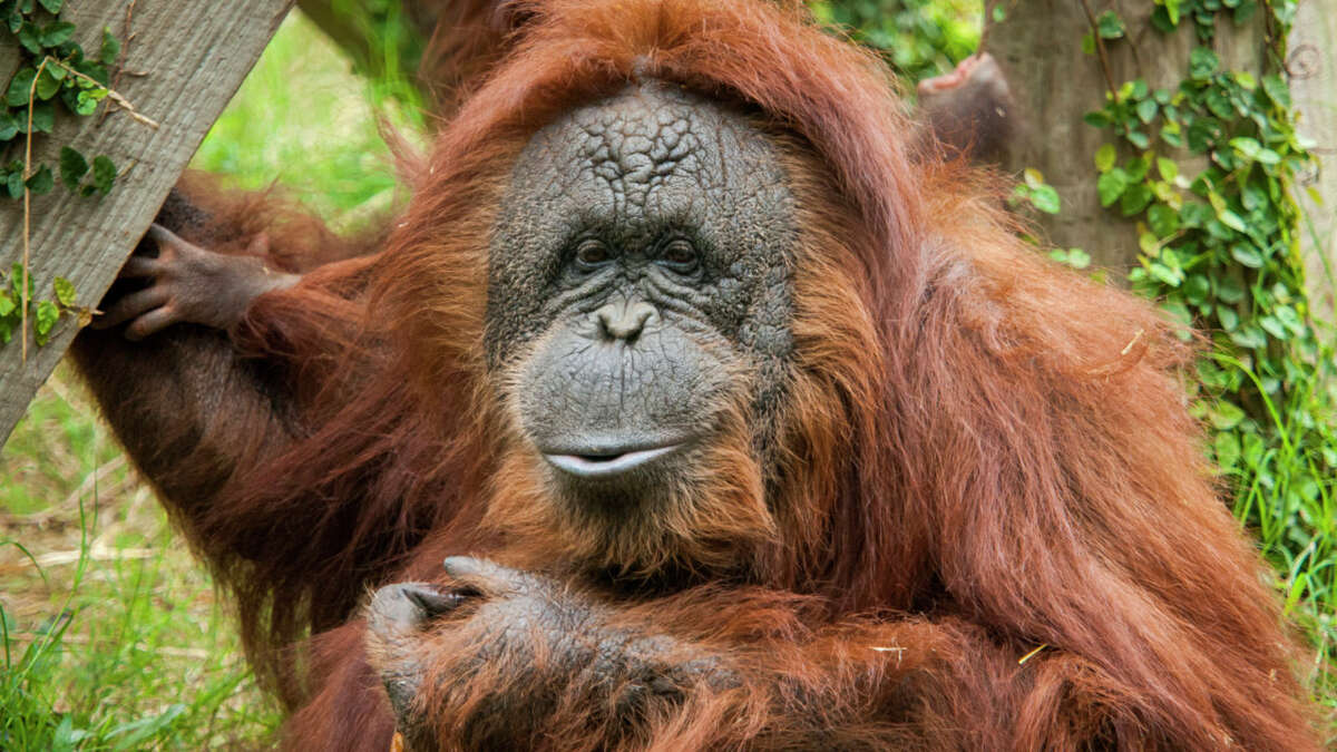 Answer: Orangutans