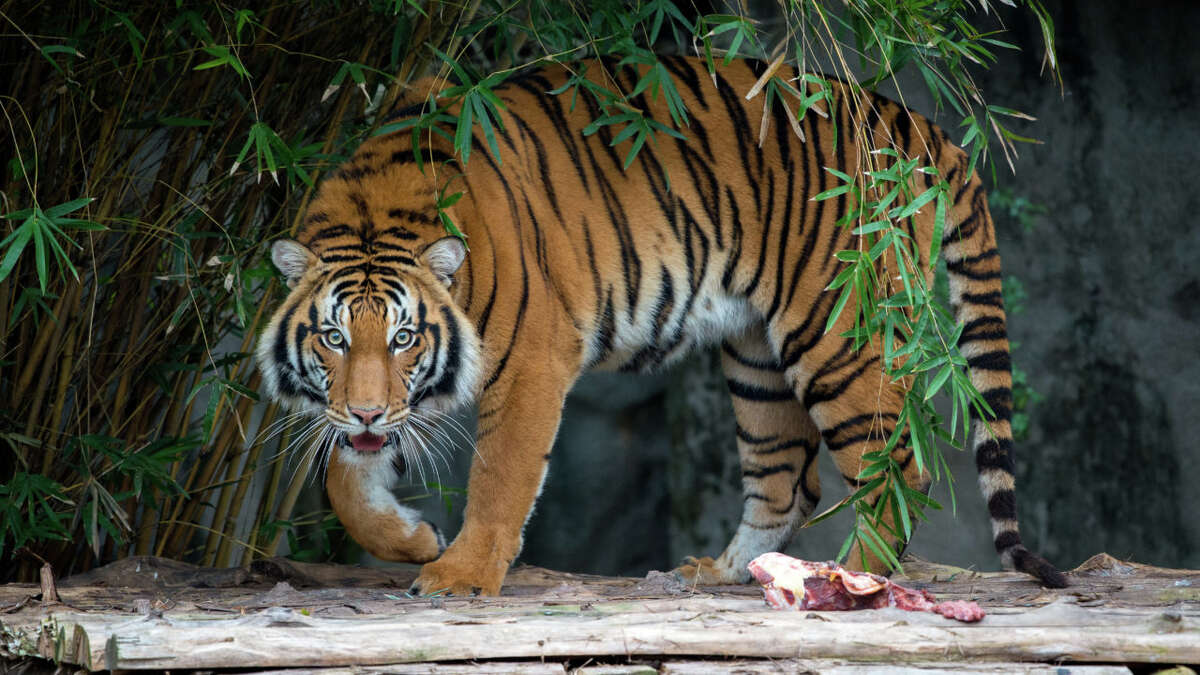 Can you guess which Houston Zoo animals created these artworks?