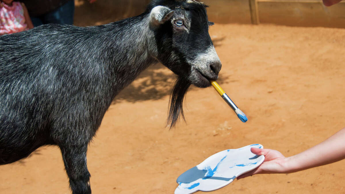 Can you guess which Houston Zoo animals created these artworks?