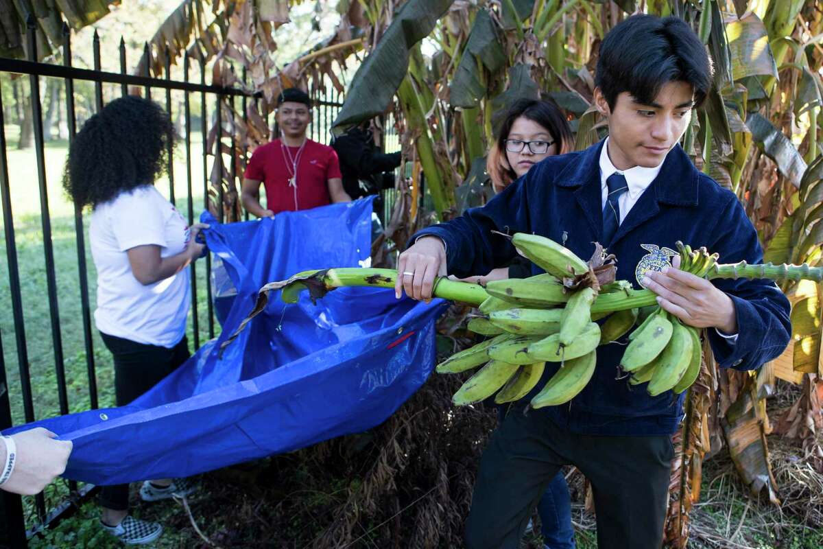 Juan Gallegos carries bananas after they were cut from a tree in the community garden near Furr High School on Tuesday, Nov. 19, 2019, in Houston. Furr, in northeast Houston, has become the first environmental justice school in the country thanks to a $10 million grant it won in 2016. The students focus on different environmental issues to become more involved in their community and collaborate with area organizations.