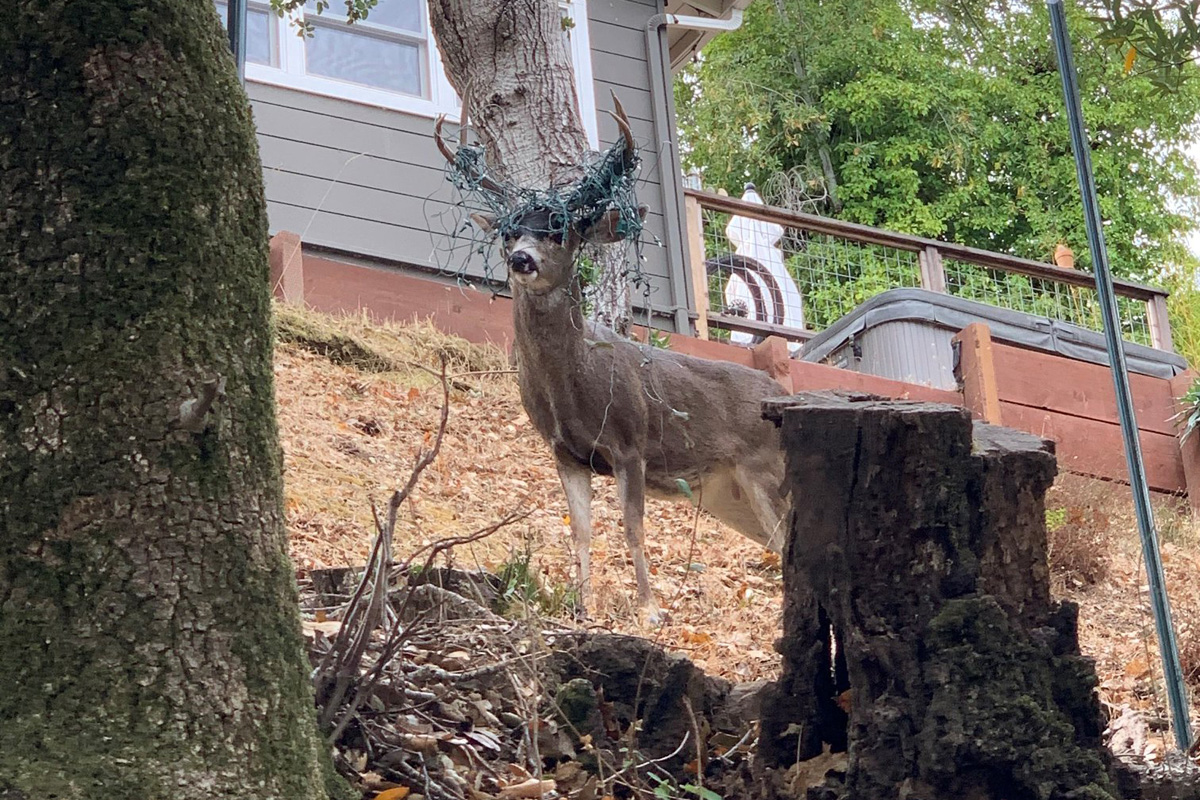 Buck With Tangled Holiday Lights On Antlers Seen In San Anselmo Area