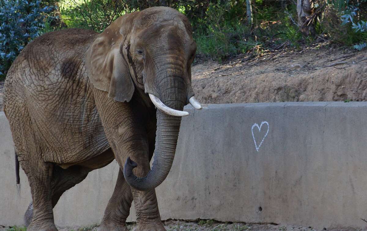 M'Dunda the elephant, a resident of the Oakland Zoo who died Tuesday, Dec. 3, 2019 at age 50.