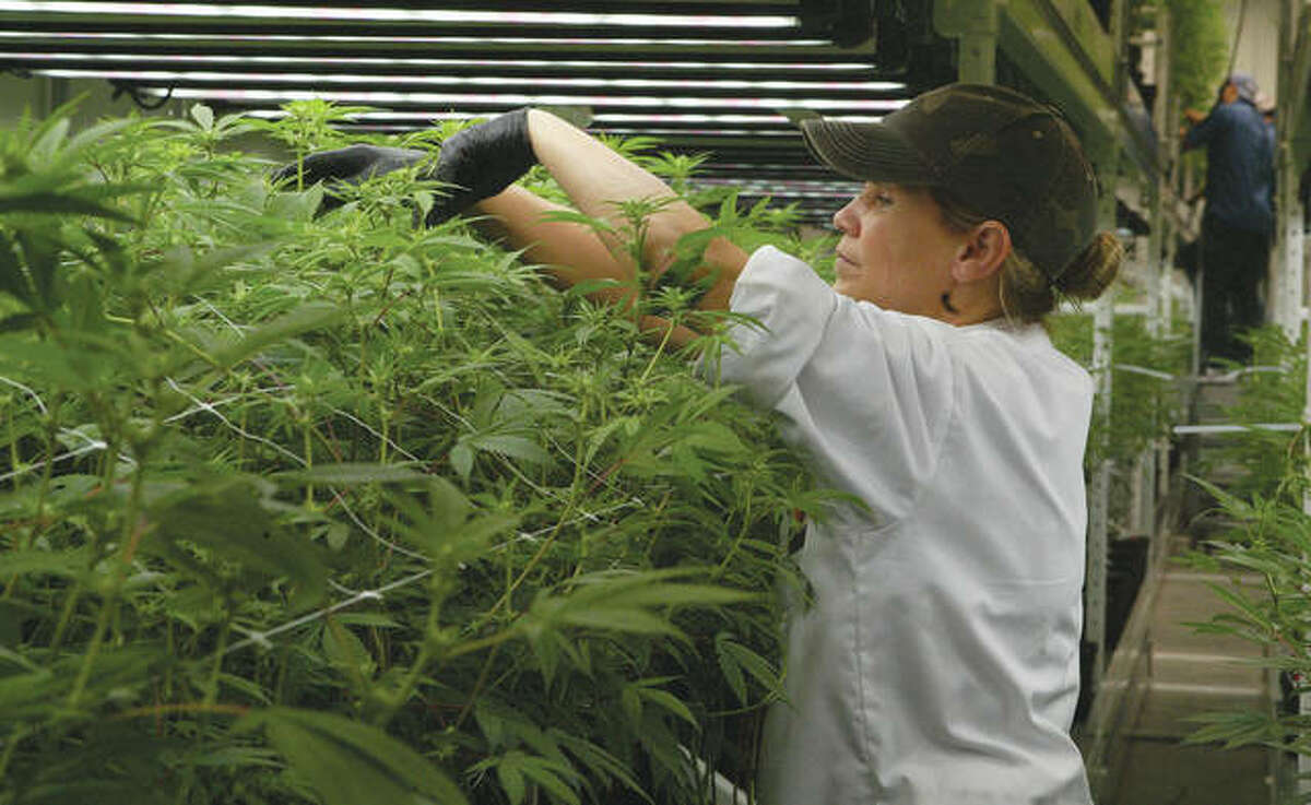Barry cannabis facility amping up for recreational sales