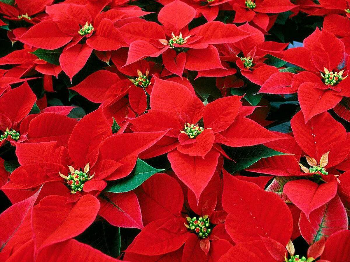 Many people try to carry their poinsettia plants over and rebloom them the next year. If you have a green thumb and the incentive, you might give this beautiful plant a try.