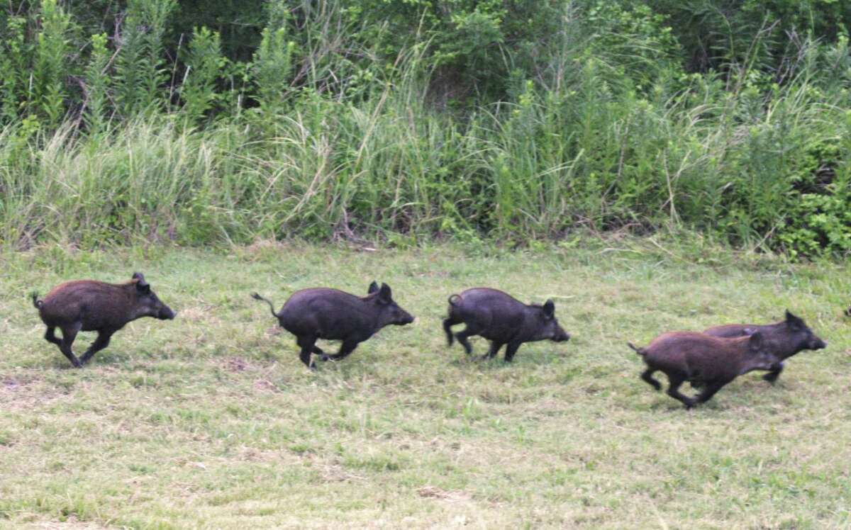 Scared residents in Woodlands plead for help with feral hog invasion