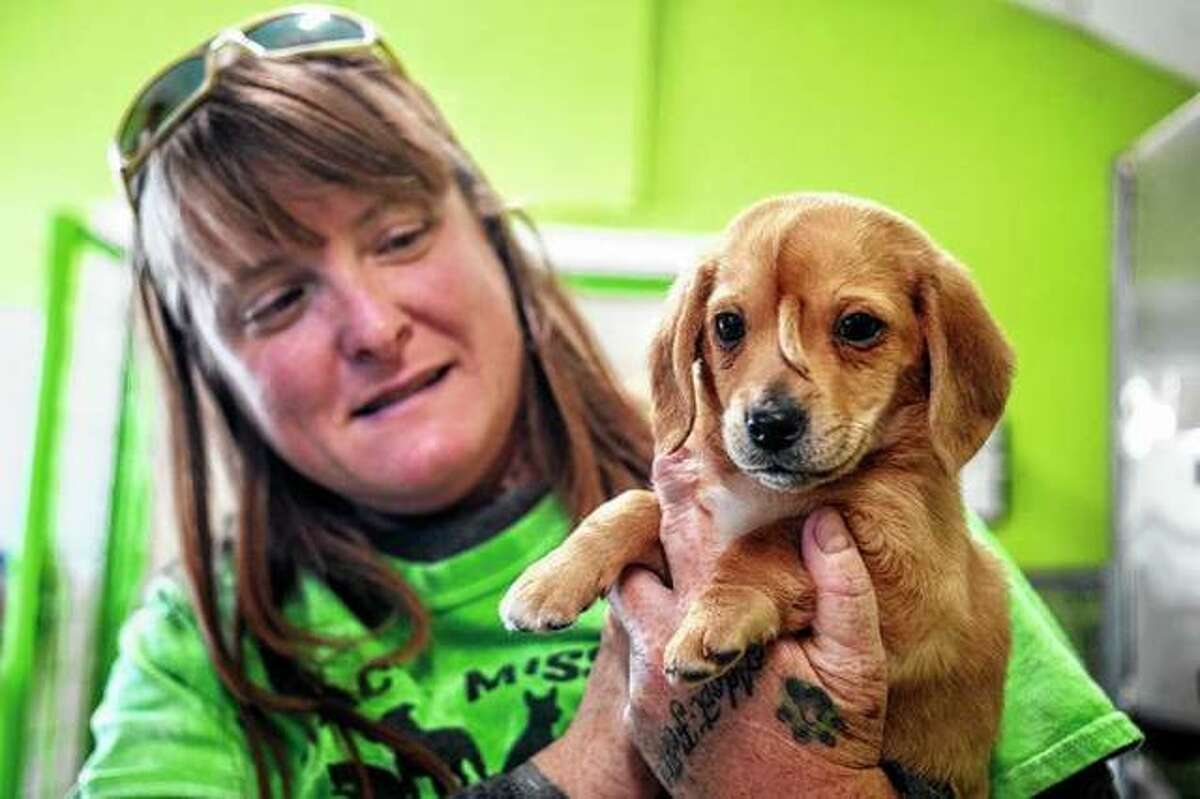 Mac’s Mission animal rescue founder Rochelle Steffen holds a golden retriever puppy with a small tail growing between his eyes, in Jackson, Missouri. The dog, named Narwhal the Little Magical Furry Unicorn, which drew international attention because of a tail-like growth on his face — and also drew some unwelcome attention, including death threats — will remain with Steffen, the founder of a group that rescued him. Photo: Tyler Graef | The Southeast Missourian Via AP